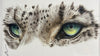 Snow Leopard Eyes
