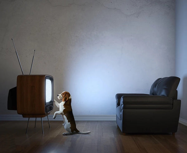 K9TV