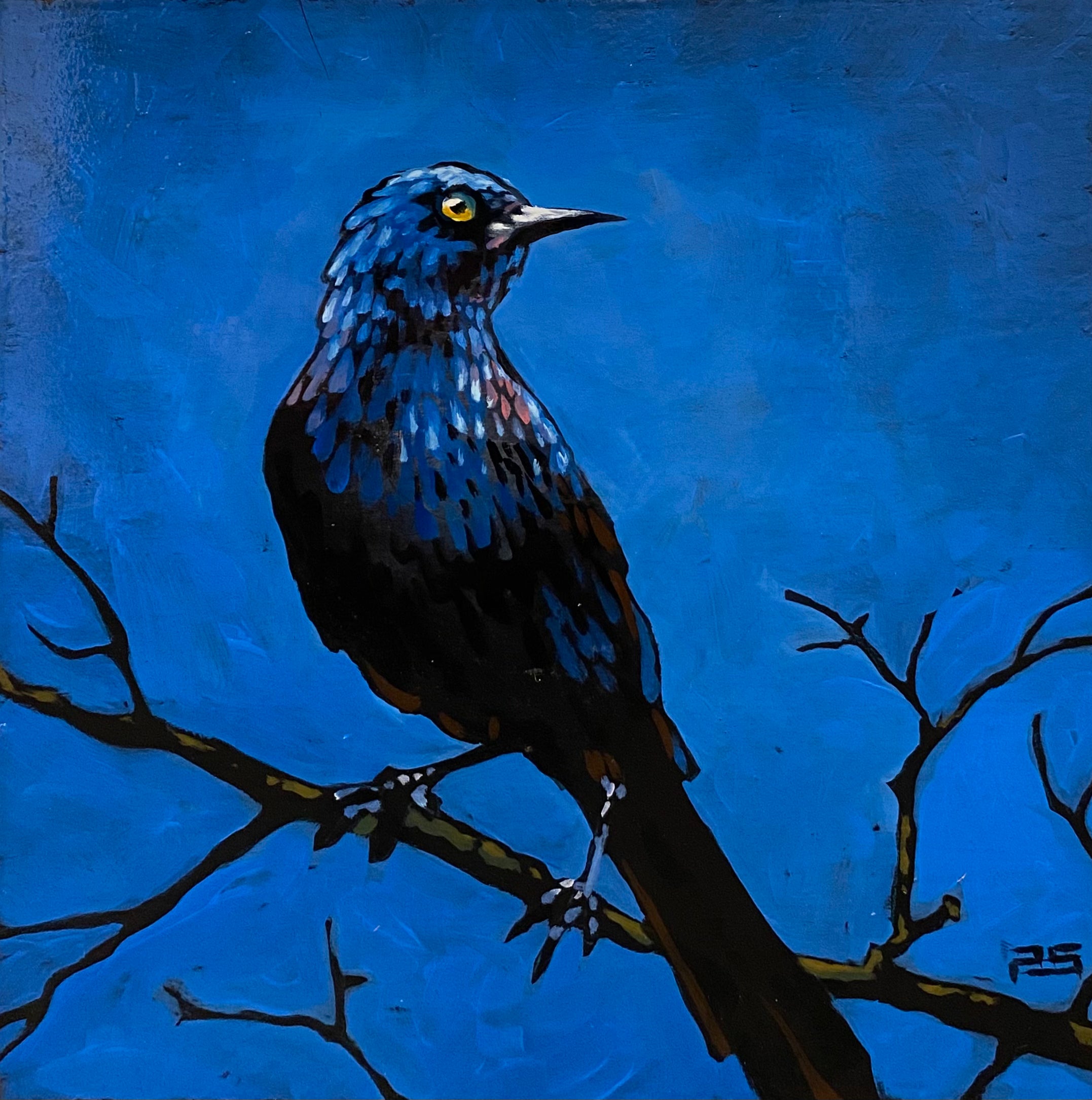 Grackle - Blue