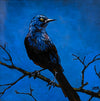 Grackle - Blue
