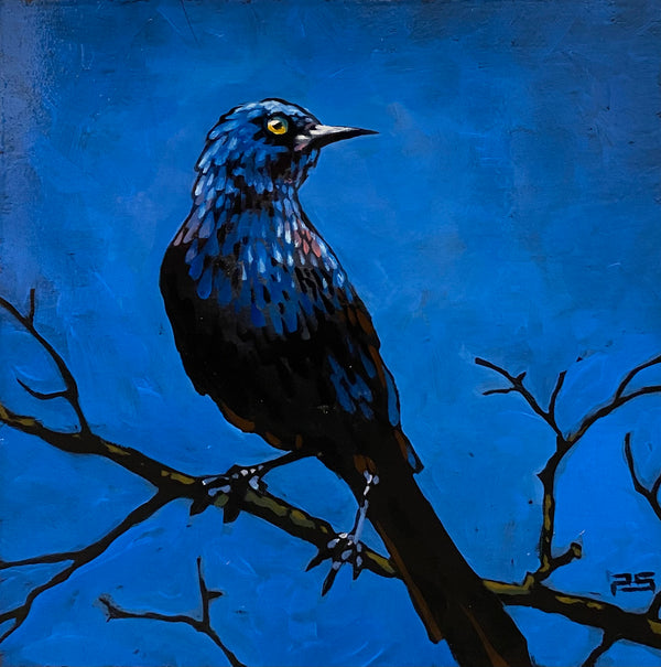 Grackle - Blue