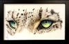 Snow Leopard Eyes