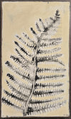 Fern I
