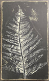 Fern II