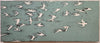 Blue Birds