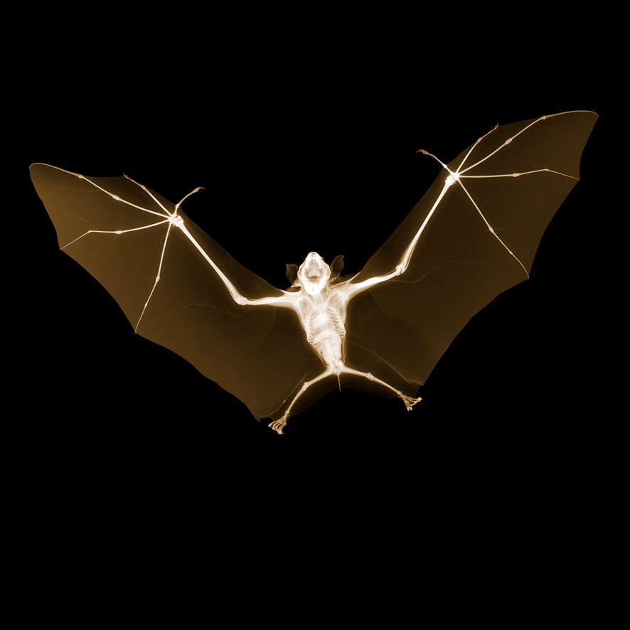 Bat - #3