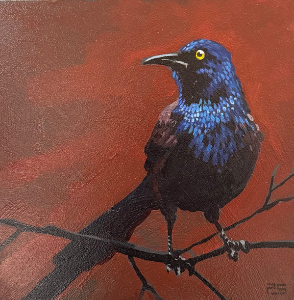 Grackle At Dawn