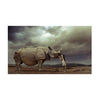 Rhino Kiss