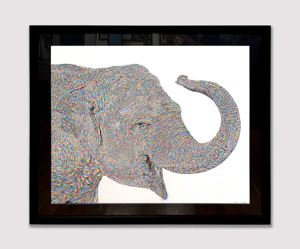 Wilma - 9/250 - Framed