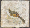 Wren - Framed