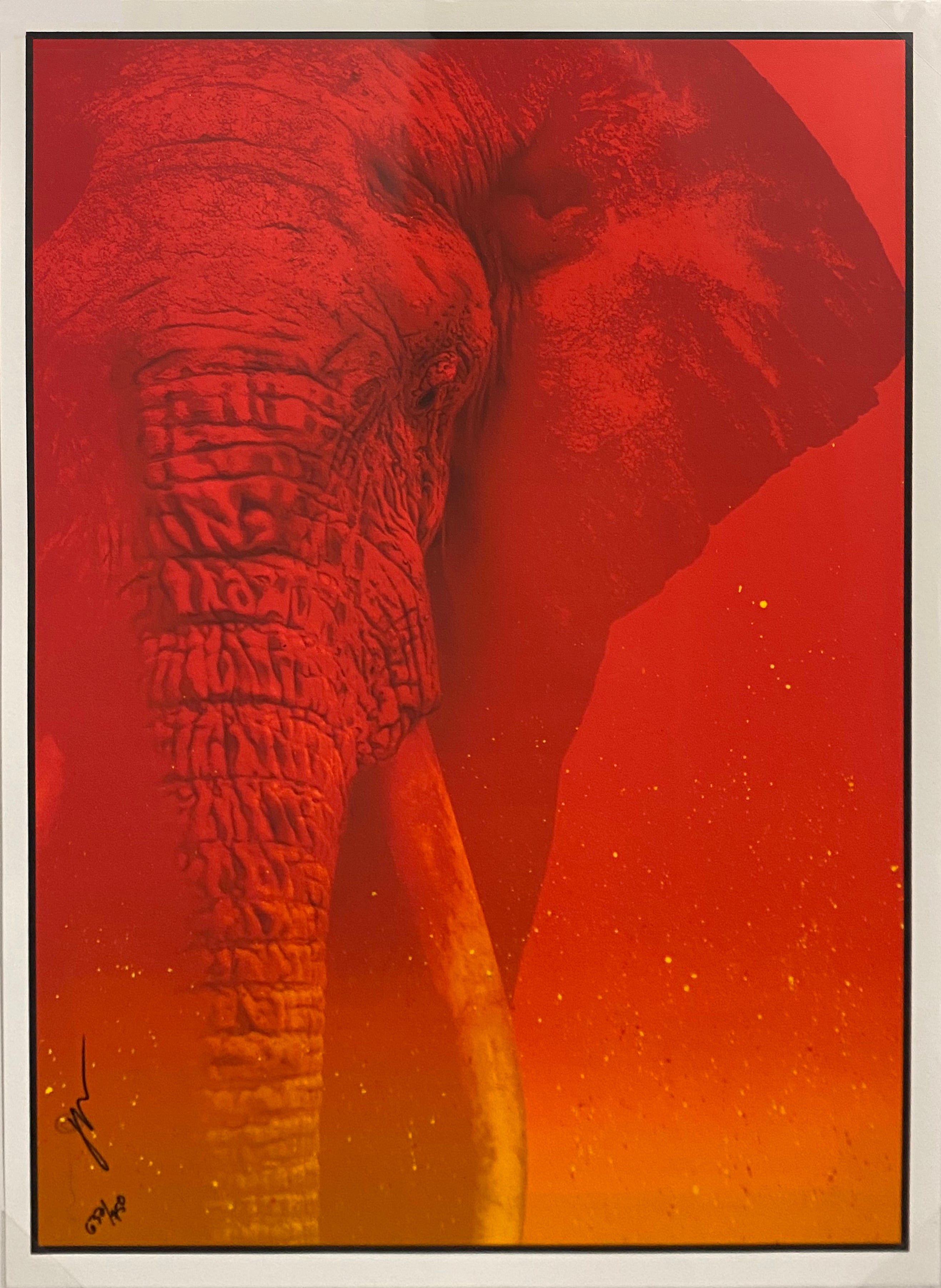 Serengeti Sunset - Elephant